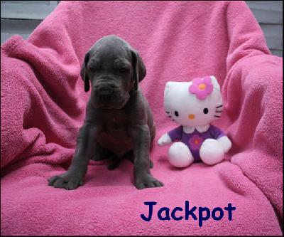 Jackpot Von Blue Ground