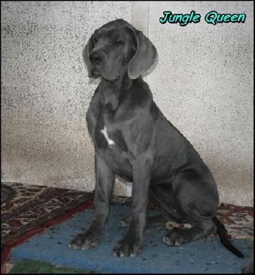 Jungel Queen Von Blue Ground