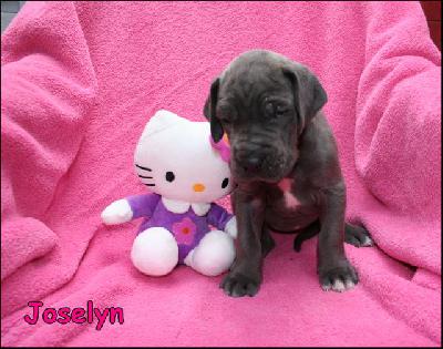 Joselyn Von Blue Ground