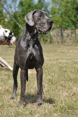 Jingel Bell Von Blue Ground