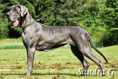 Jingel Bell Von Blue Ground