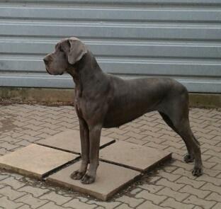 Jingel Bell Von Blue Ground