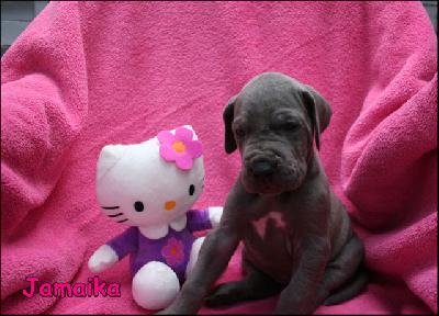 Jamaika Von Blue Ground