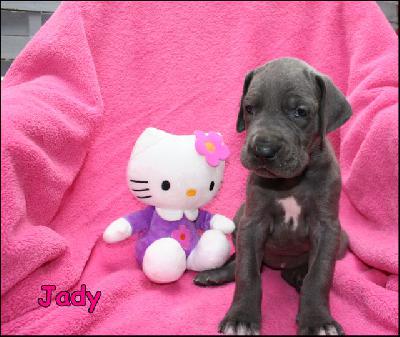 Jady Von Blue Ground