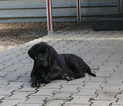 Kenzo Von Blue Ground