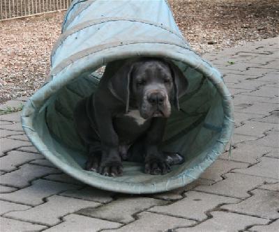 K.l. Von Blue Ground