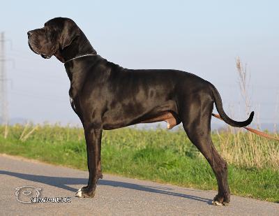 Ch Jupiter Claudia Bohemica