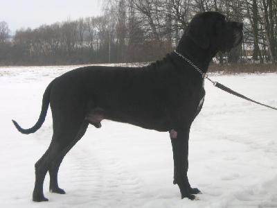 Ch Jupiter Claudia Bohemica