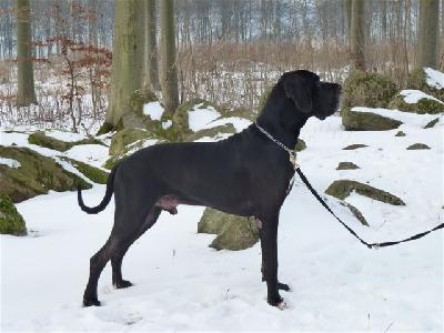 Ch Jupiter Claudia Bohemica