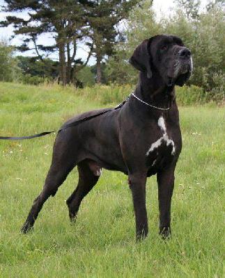 Ch Jupiter Claudia Bohemica