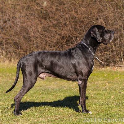 Ch Jupiter Claudia Bohemica