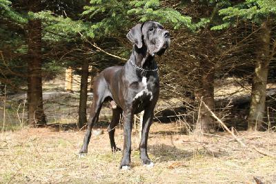 Ch Jupiter Claudia Bohemica