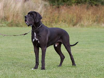 Ch Jupiter Claudia Bohemica
