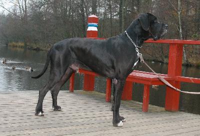 Ch Jupiter Claudia Bohemica