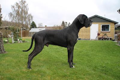 Ch Jupiter Claudia Bohemica