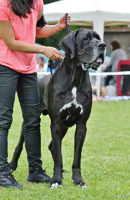 Ch Jupiter Claudia Bohemica