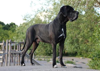 Ch Jupiter Claudia Bohemica