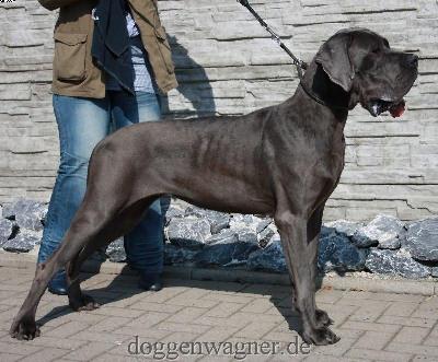 Dee Jane House Of Duke