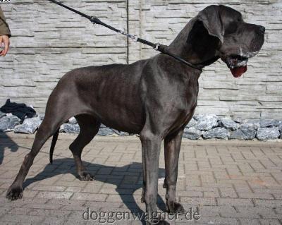 Dee Jane House Of Duke