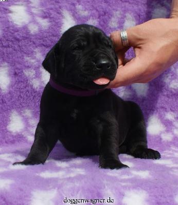 X-pkys Sir Hannibal Vom Hause Wagner