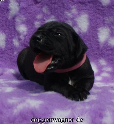 Xandro Vom Hause Wagner