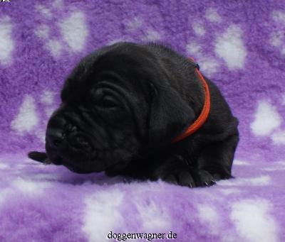 Xarodin Vom Hause Wagner