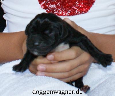 Xarodin Vom Hause Wagner