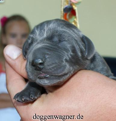 X-box Vom Hause Wagner