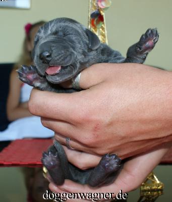 Xso-bello Vom Hause Wagner