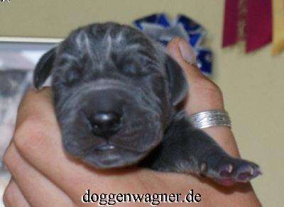 X-aaron Vom Hause Wagner