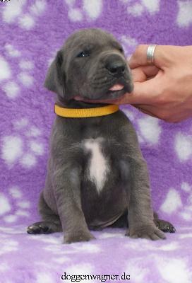 X-aaron Vom Hause Wagner