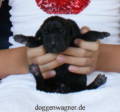 Xiffany Ordinary Vom Hause Wagner