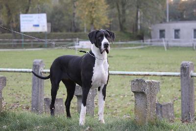 Avinia Vom Hause Scheuer