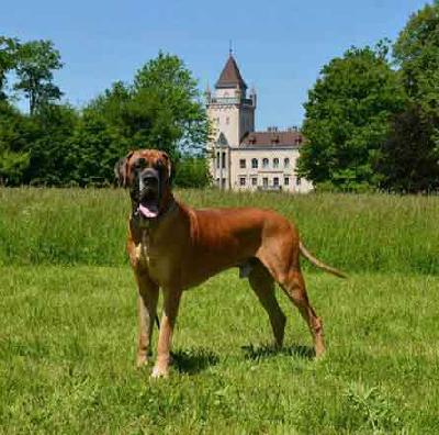 Ch Bacchus Vom Kainsbachtal