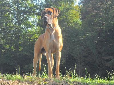 Ch Carl Heinz Vom Hause Kaufmann