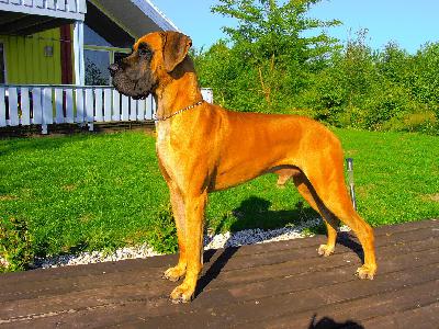 Ch Carl Heinz Vom Hause Kaufmann