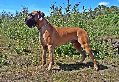 Ch Carl Heinz Vom Hause Kaufmann