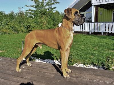 Ch Carl Heinz Vom Hause Kaufmann