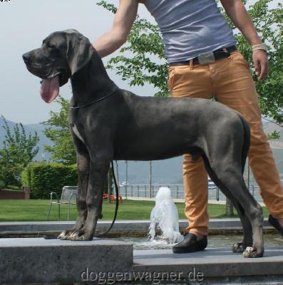 Y-Leroy Vom Hause Wagner