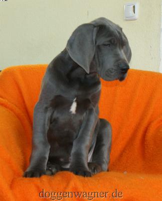 Yokto Vom Hause Wagner