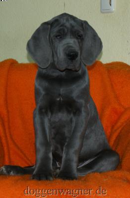 Yeuse Vom Hause Wagner