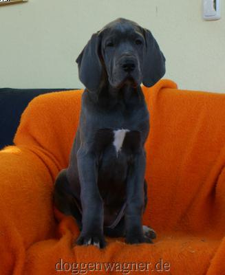 Yoga Vom Hause Wagner