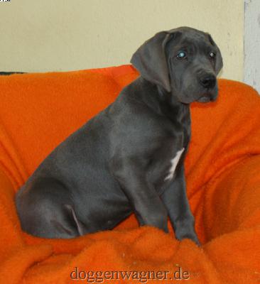 Yo Soy Vom Hause Wagner