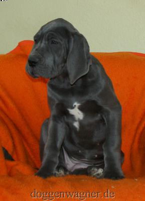 Yotta Vom Hause Wagner