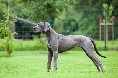 Yotta Vom Hause Wagner