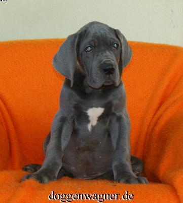 Zenox vom Hause Wagner