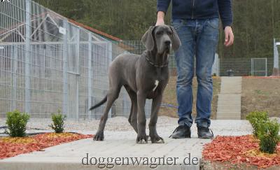 Zetnik vom Hause Wagner