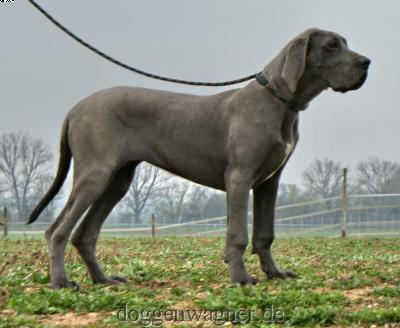 Zampa vom Hause Wagner