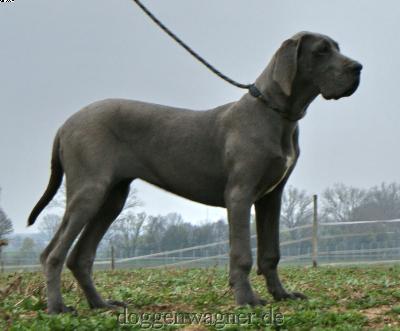 Zampa vom Hause Wagner