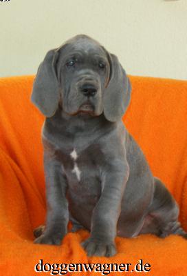 Adel Vom Hause Wagner